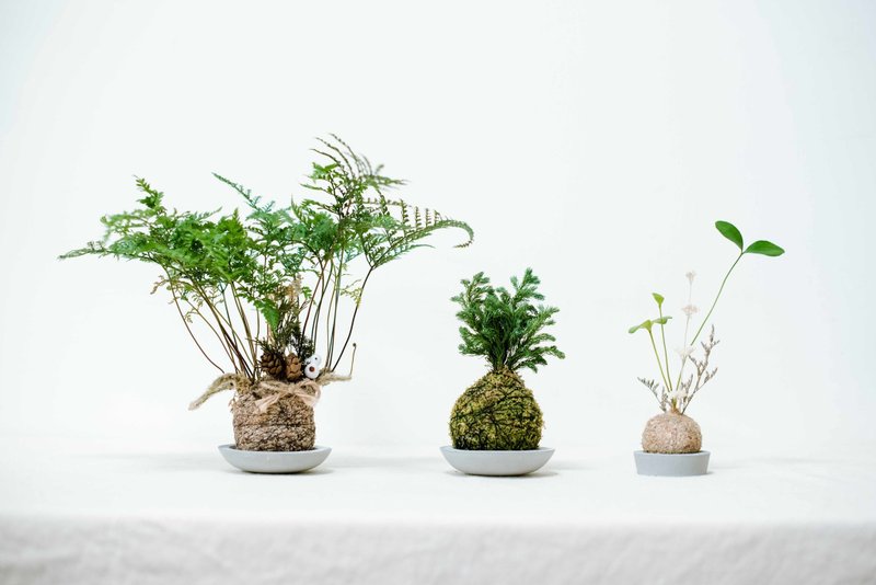 参楼 【包紧处理】水苔球系列(三球一组)
