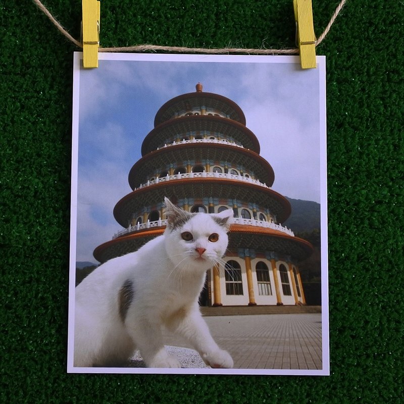 三猫小铺猫咪写真明信片(摄影:猫夫人) – 痴心等待