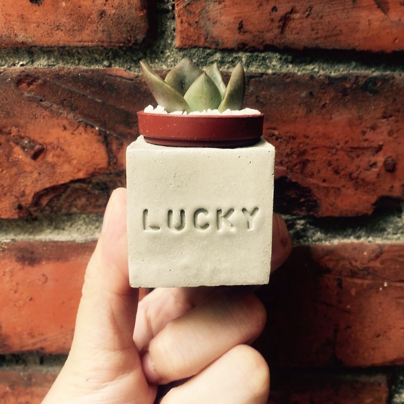 Lucky~!!（幸运）磁铁多肉盆栽 - 植栽/盆栽 - 水泥 灰色