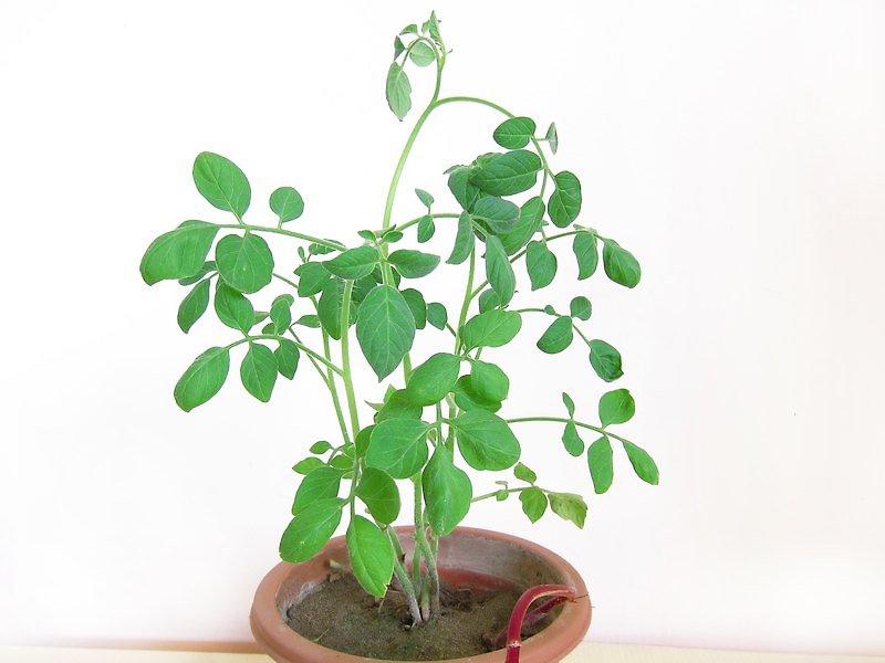 [ 生日礼物] 小番茄树幼苗 - 其他 - 植物．花 绿色