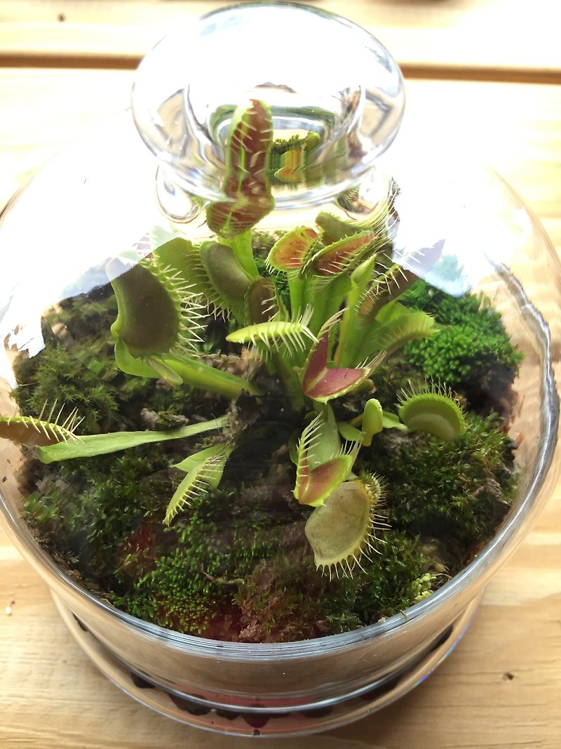 纯自然 食虫花园 玻璃钟 盆栽 食虫 植物 送礼 - 植栽/盆栽 - 植物．花 绿色