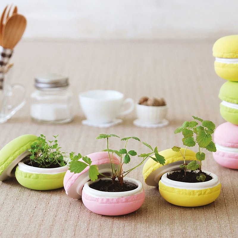 【福利品特卖】Sweet Garden - Macaroon 马卡龙甜点栽培组 单颗 - 植栽/盆栽 - 陶 多色