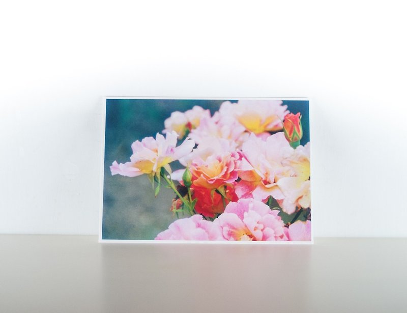 摄影明信片 | 粉红玫瑰 - 花草微风景 - 卡片/明信片 - 纸 粉红色