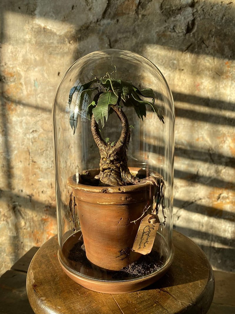 Mandrake plant miniature in a Glass Cloche - 陶艺 - 瓷 绿色