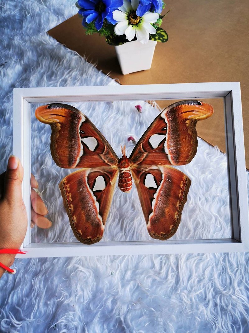 Set Atlas Moth F Butterfly Insect Taxidermy Double Acrylic Glass White Frame - 摆饰 - 木头 