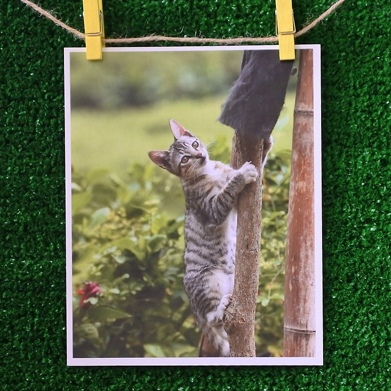 3猫小铺猫咪写真明信片(摄影:猫夫人) – 一枝独秀 - 卡片/明信片 - 纸 