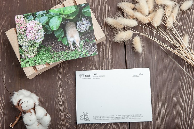 兔子摄影明信片- 探索 - 卡片/明信片 - 纸 绿色