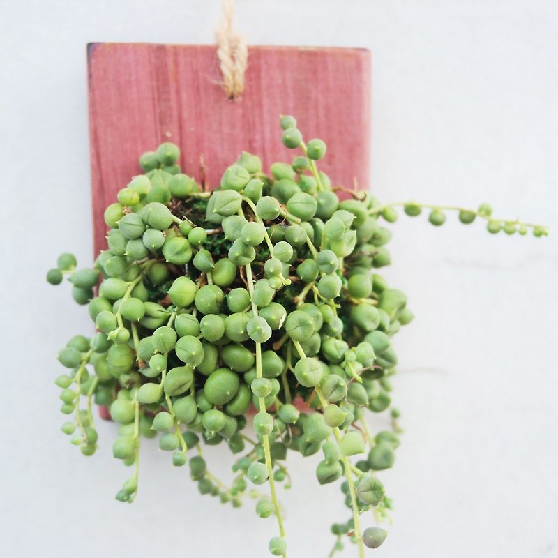 豆豆多肉植物与小杂货_创意植栽系列独一作品-紫心木壁挂 - 植栽/盆栽 - 木头 