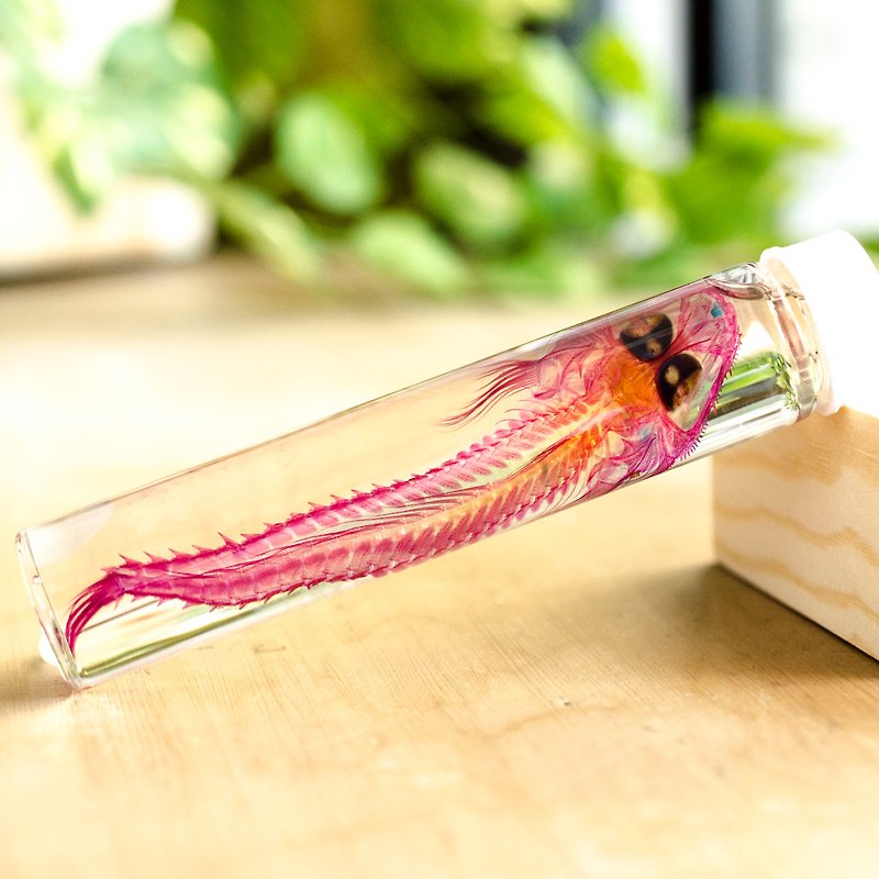 透明标本 针鯒 鱼类标本 台湾海洋生物 - 摆饰 - 玻璃 多色