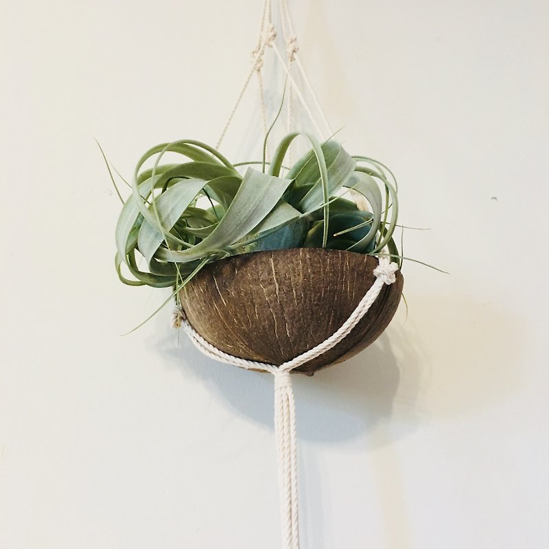 Macramé 椰子挂品 空气凤梨挂件 花边结 居家摆饰 植物 装饰品 - 摆饰 - 棉．麻 