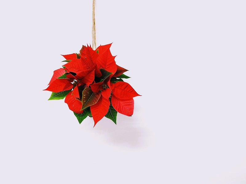 圣诞红苔球│居家装饰│室内植物│ - 植栽/盆栽 - 植物．花 红色