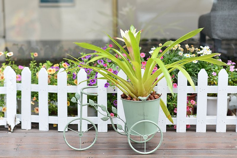 日杂脚踏车铁器 (绿) + 擎天凤梨 (白花) - 植栽/盆栽 - 纸 绿色