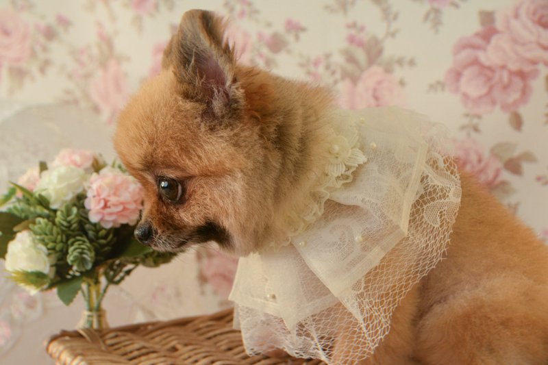 鹅黄色蕾丝珍珠钉花网纱宠物猫狗绑带领巾古典浪漫婚纱礼服饰品 - 衣/帽 - 尼龙 黄色