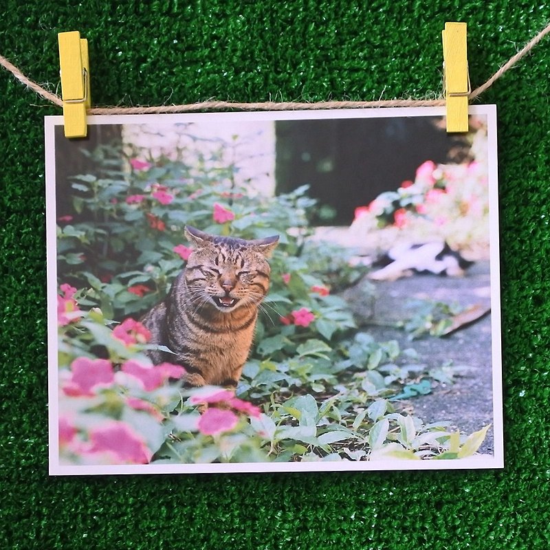 3猫小铺猫咪写真明信片(摄影:猫夫人) – 铁汉柔情~大头 - 卡片/明信片 - 纸 