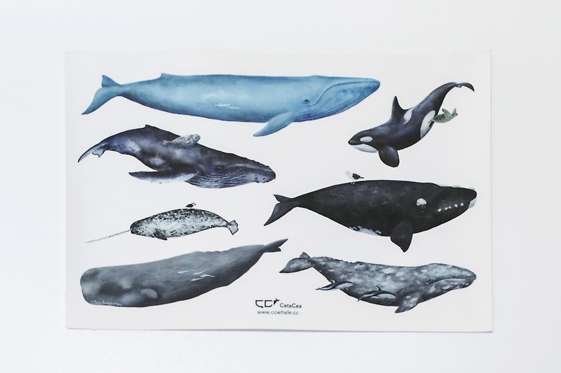 | 透明防水鲸贴纸 | 七种鲸豚 - 贴纸 - 防水材质 透明