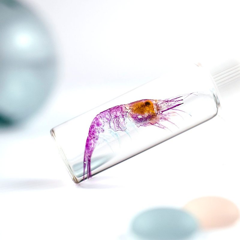 透明标本 刺虾 虾标本 台湾海洋生物 - 摆饰 - 玻璃 透明