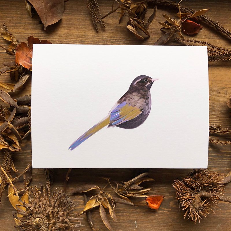 鸟鸟系列 金翼白眉 明信片 - 卡片/明信片 - 纸 咖啡色