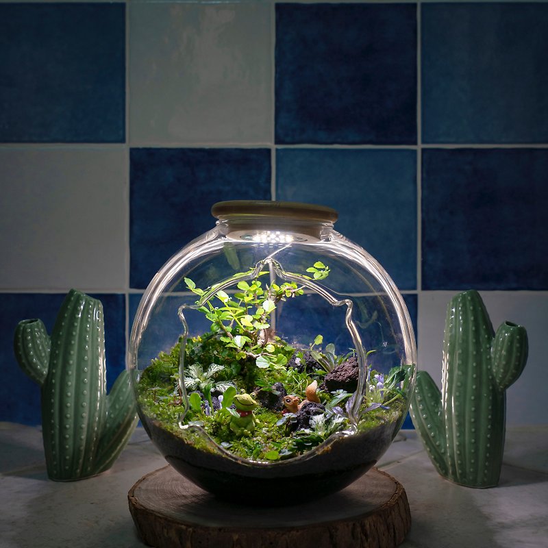 微景观苔藓生态缸(大) | 室内植栽 礼物 附植物灯 好照顾 - 植栽/盆栽 - 植物．花 