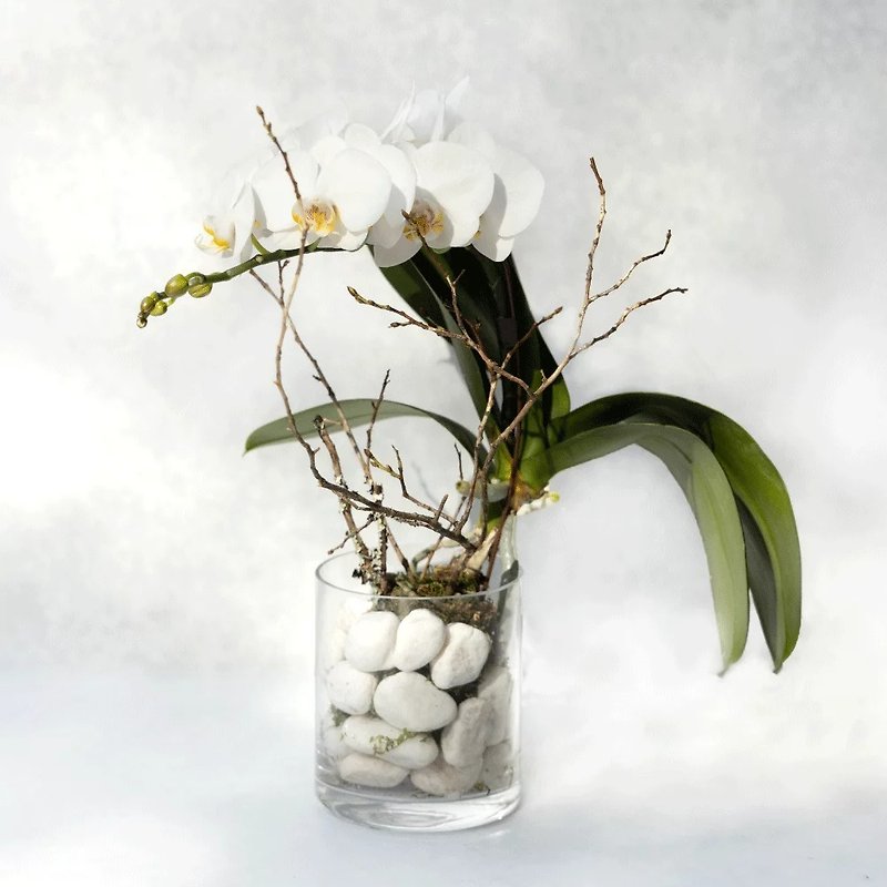 如雪 单株蝴蝶兰植栽 - 植栽/盆栽 - 植物．花 白色