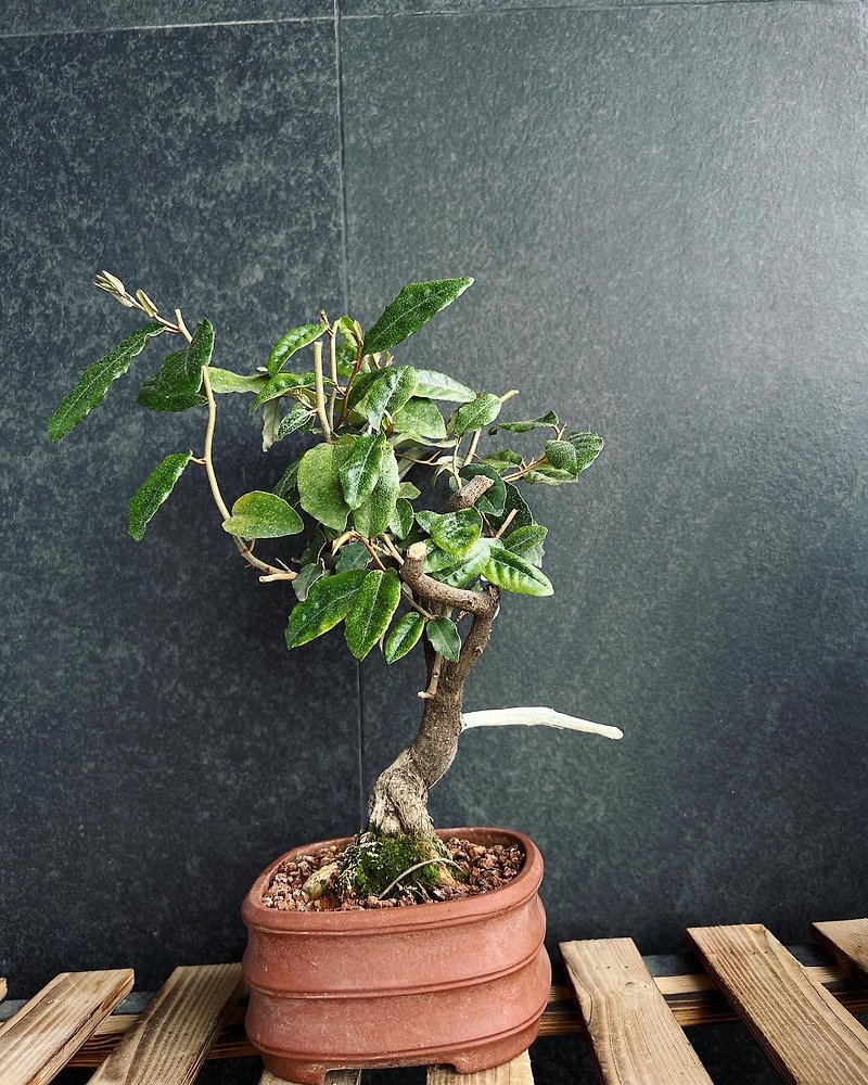 日本寒茱萸 かんぐみ Elaeagnus 胡颓子 | 盆景 植物 bonsai - 植栽/盆栽 - 植物．花 绿色