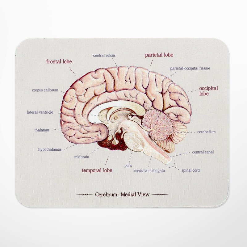 大脑解剖图鼠标垫, 医生护士科学礼物/礼品 - 鼠标垫 - 橡胶 