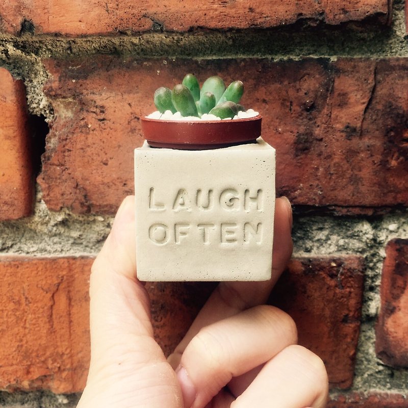 Laugh Often(开心大笑每一天)多肉磁铁盆栽 - 植栽/盆栽 - 水泥 
