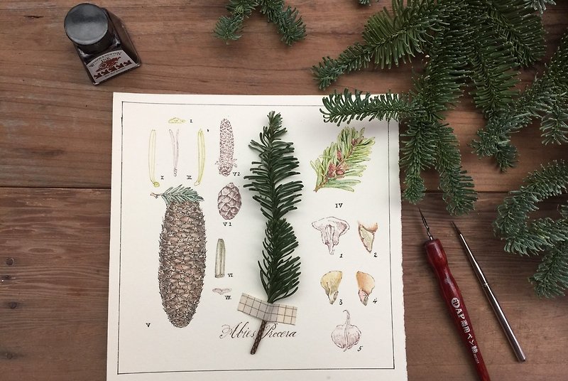 诺贝松 植物图鉴风格 圣诞卡