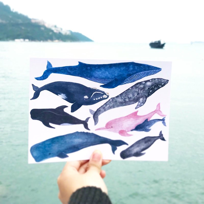 鲸豚图鉴  A5 明信片 - 卡片/明信片 - 纸 蓝色