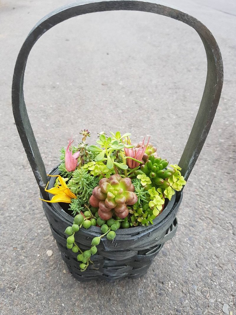 一篮多肉--植物组盆+盆器| 盆栽  礼物  开幕  毕业 - 植栽/盆栽 - 植物．花 绿色
