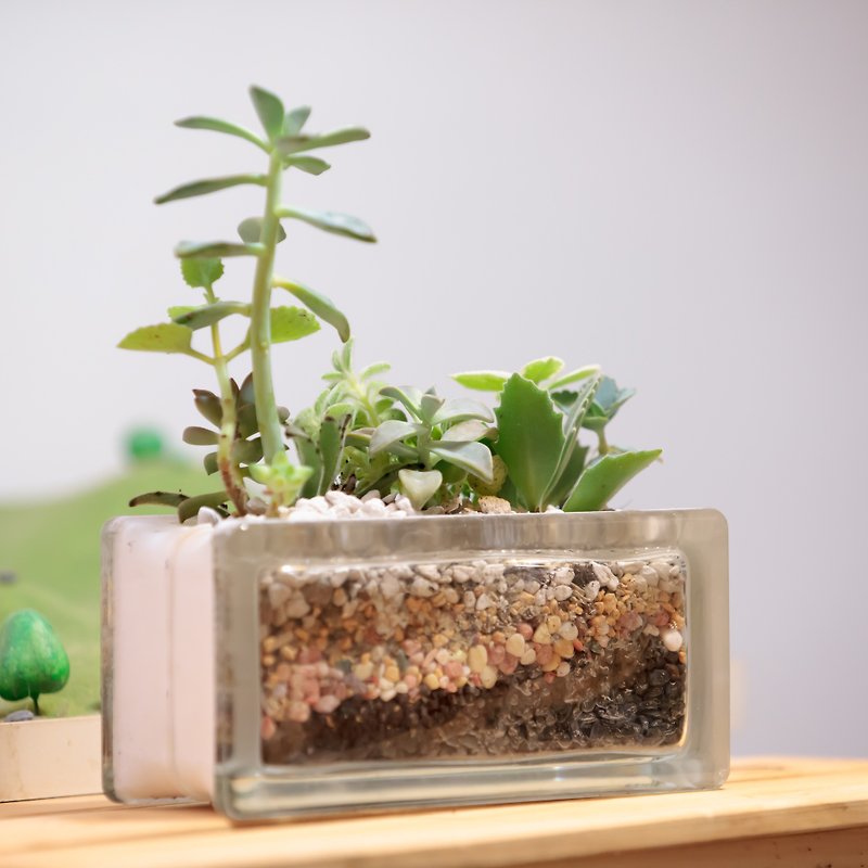 微景设计-玻璃砖半砖（多肉组合） - 植栽/盆栽 - 玻璃 绿色