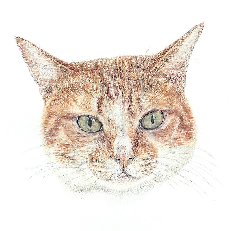 【定制化礼物】宠物手绘 | 黄猫 | 橘猫 | 似颜绘 | 画 | 猫 - 海报/装饰画/版画 - 纸 