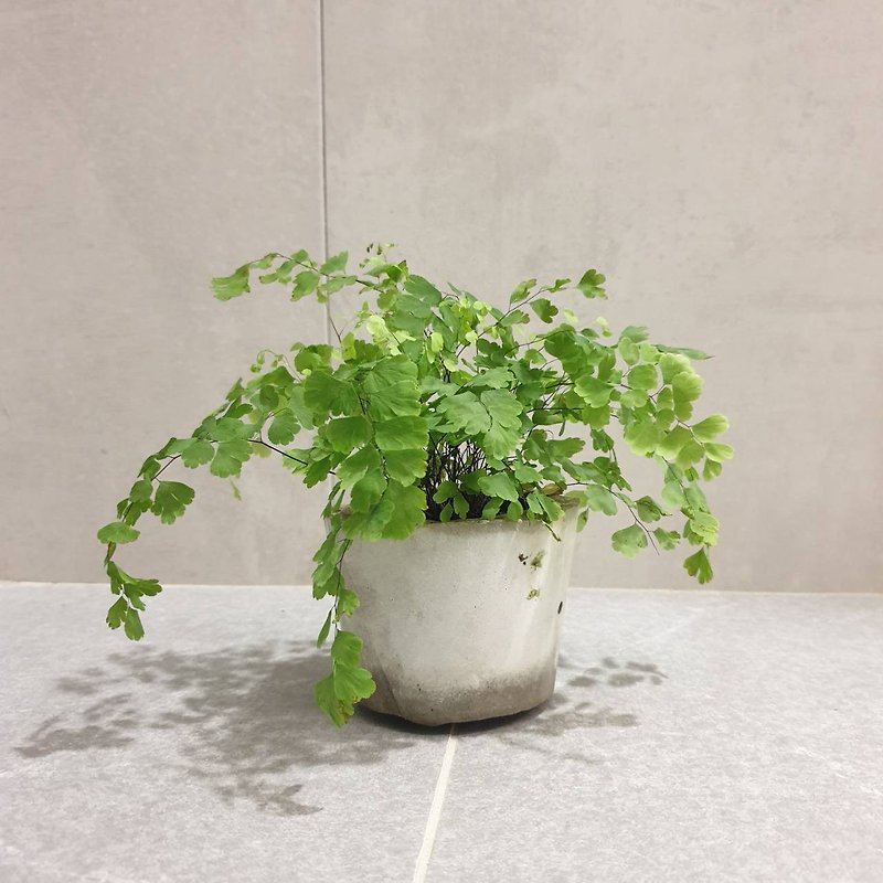 植物 铁线蕨 室内盆栽 - 植栽/盆栽 - 水泥 绿色