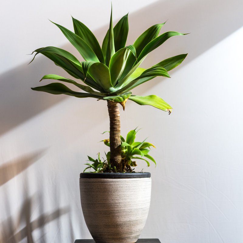 植物．花 植栽/盆栽 绿色 - 居家植物 － 翠绿龙舌兰  礼物开幕贺礼