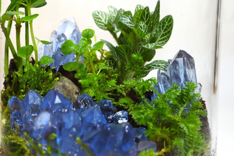 【微景观】藓晶秘境 - 室内植物/生态瓶/生日礼物/水晶 - 植栽/盆栽 - 植物．花 绿色