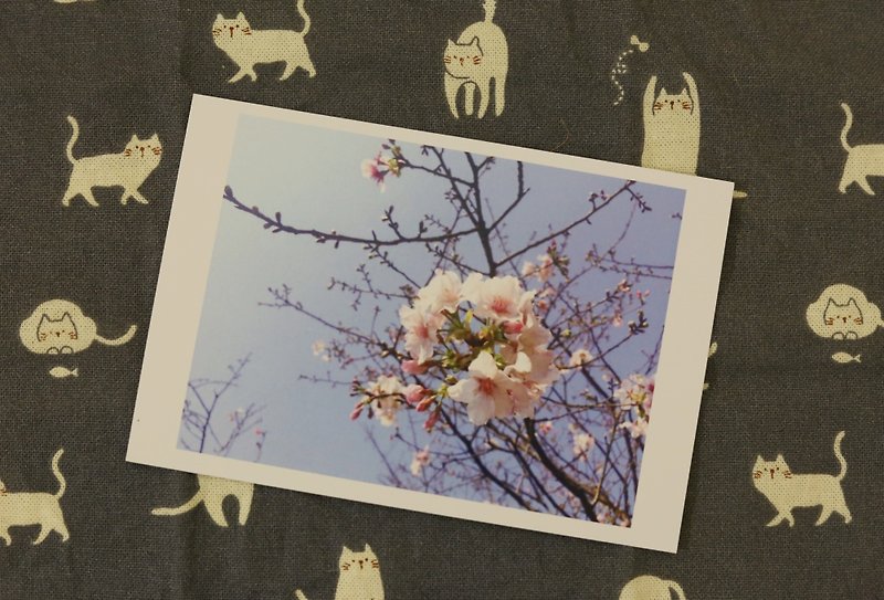 【明信片】樱花 cherry blossoms - 卡片/明信片 - 纸 白色