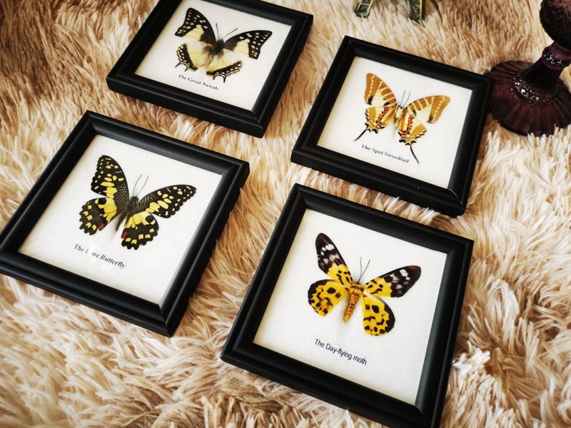 Set Mix 4 Real Beautiful Butterfly In Frame Display Insect Taxidermy Home Decor - 墙贴/壁贴 - 木头 