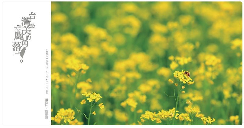 【eyeDesign 看见设计】台湾最美丽的角落明信片－满满的油菜花 - 卡片/明信片 - 纸 黄色