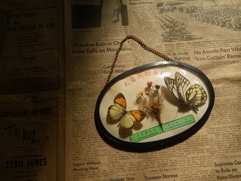 【老时光 OLD-TIME】早期台湾制蝴蝶标本 - 摆饰 - 其他材质 
