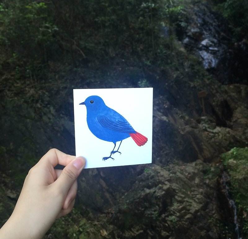 铅色水鸫 正方明信片 香港野鸟 - 卡片/明信片 - 纸 蓝色