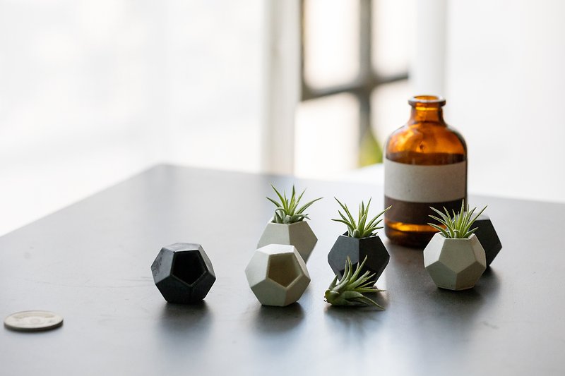 桌上型 mini迷你空气凤梨 水泥盆含植物 - 植栽/盆栽 - 植物．花 白色