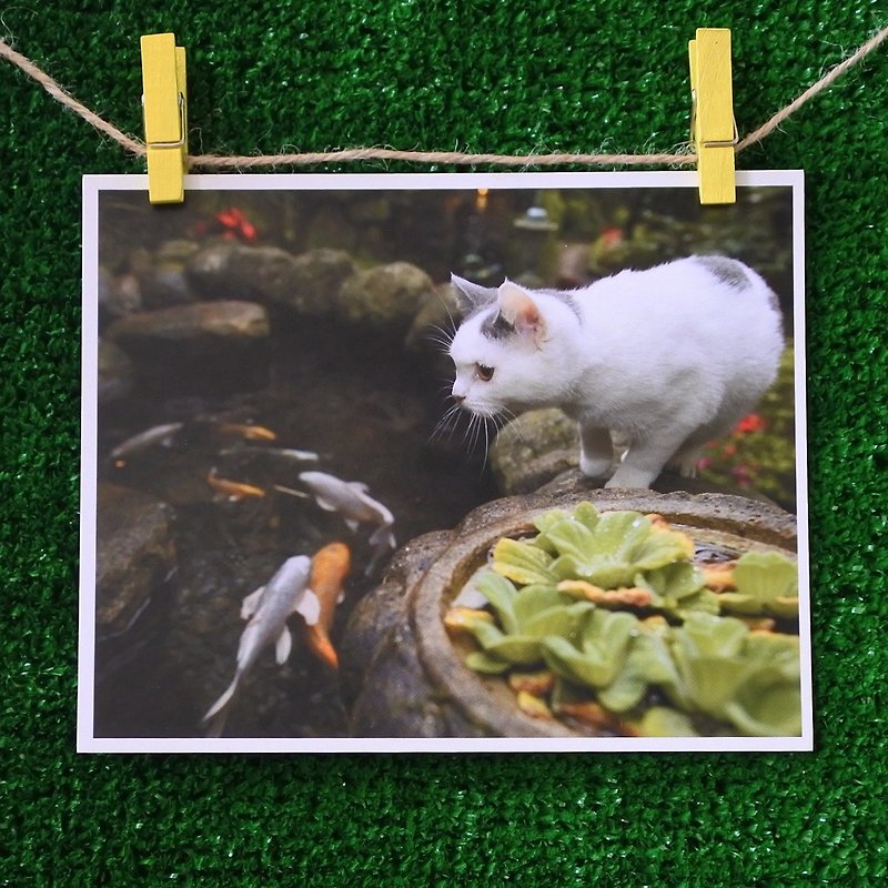 3猫小铺猫咪写真明信片(摄影:猫夫人) –望眼欲穿 - 卡片/明信片 - 纸 