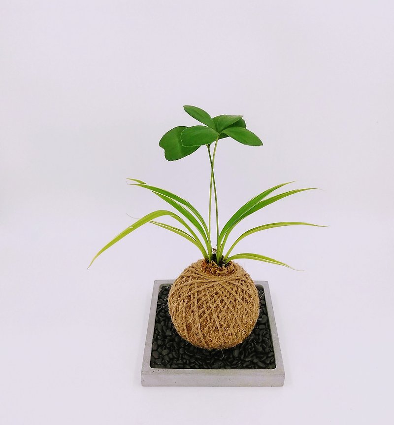 【苔球 - 幸运树】 - 植栽/盆栽 - 植物．花 绿色