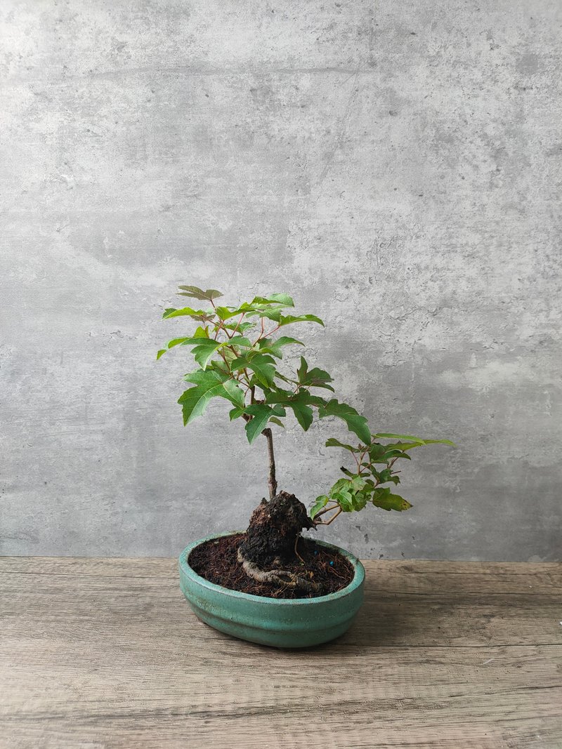 盆栽枫香 - 植栽/盆栽 - 植物．花 