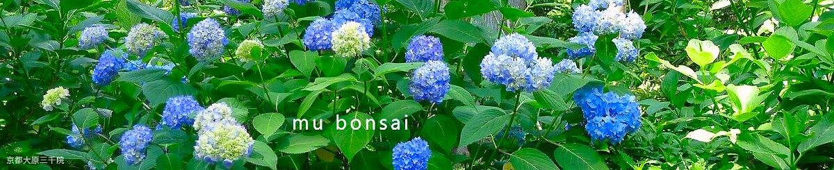 茉莉爱草 mu bonsai