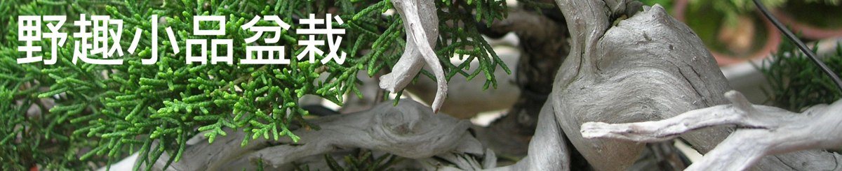 设计师品牌 - 野趣小品盆栽 Rustic Charm Bonsai